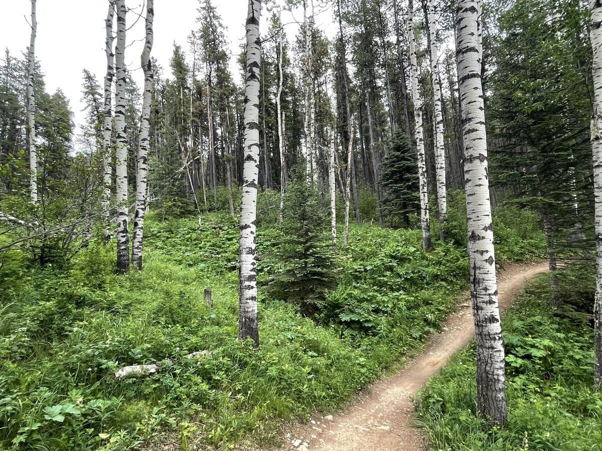The Best Biking Trails in Bragg Creek